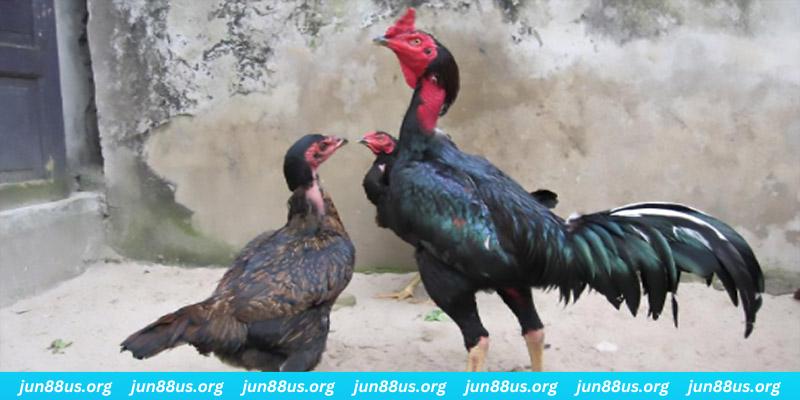 twin68 casino hồ tràm có cho người việt vào không